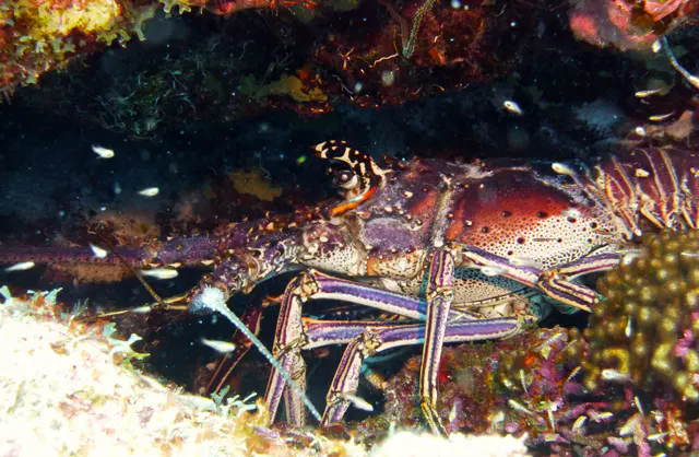 Underwater photograph by Joel Bergsma