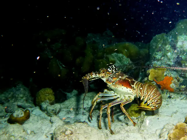 Underwater photograph by Joel Bergsma