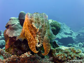 Underwater photograph by Joel Bergsma