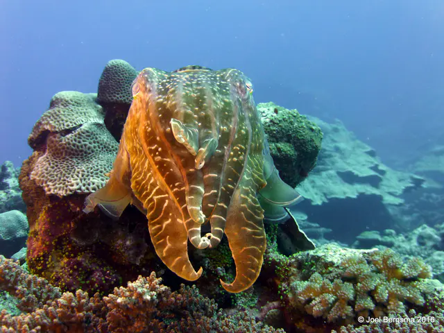 Underwater photograph by Joel Bergsma