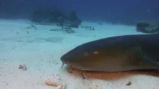 Nurse Shark  copes with a hook in its mouth