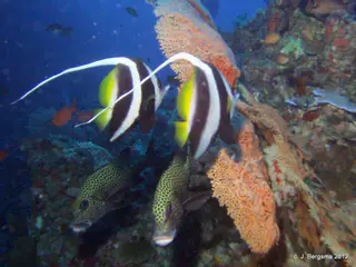 2012-02-05 Dives (12).JPG
