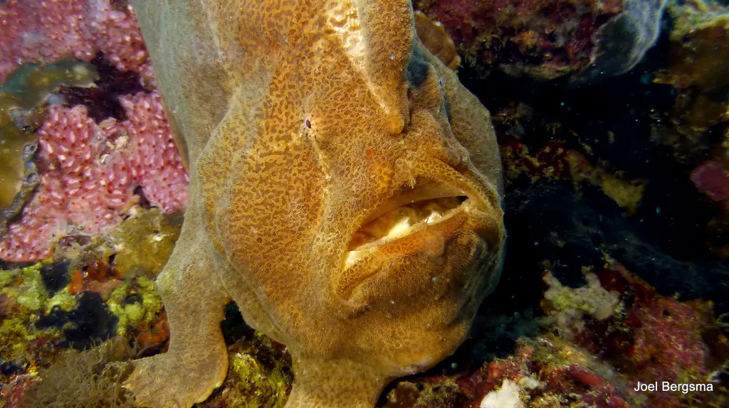 Underwater photograph by Joel Bergsma