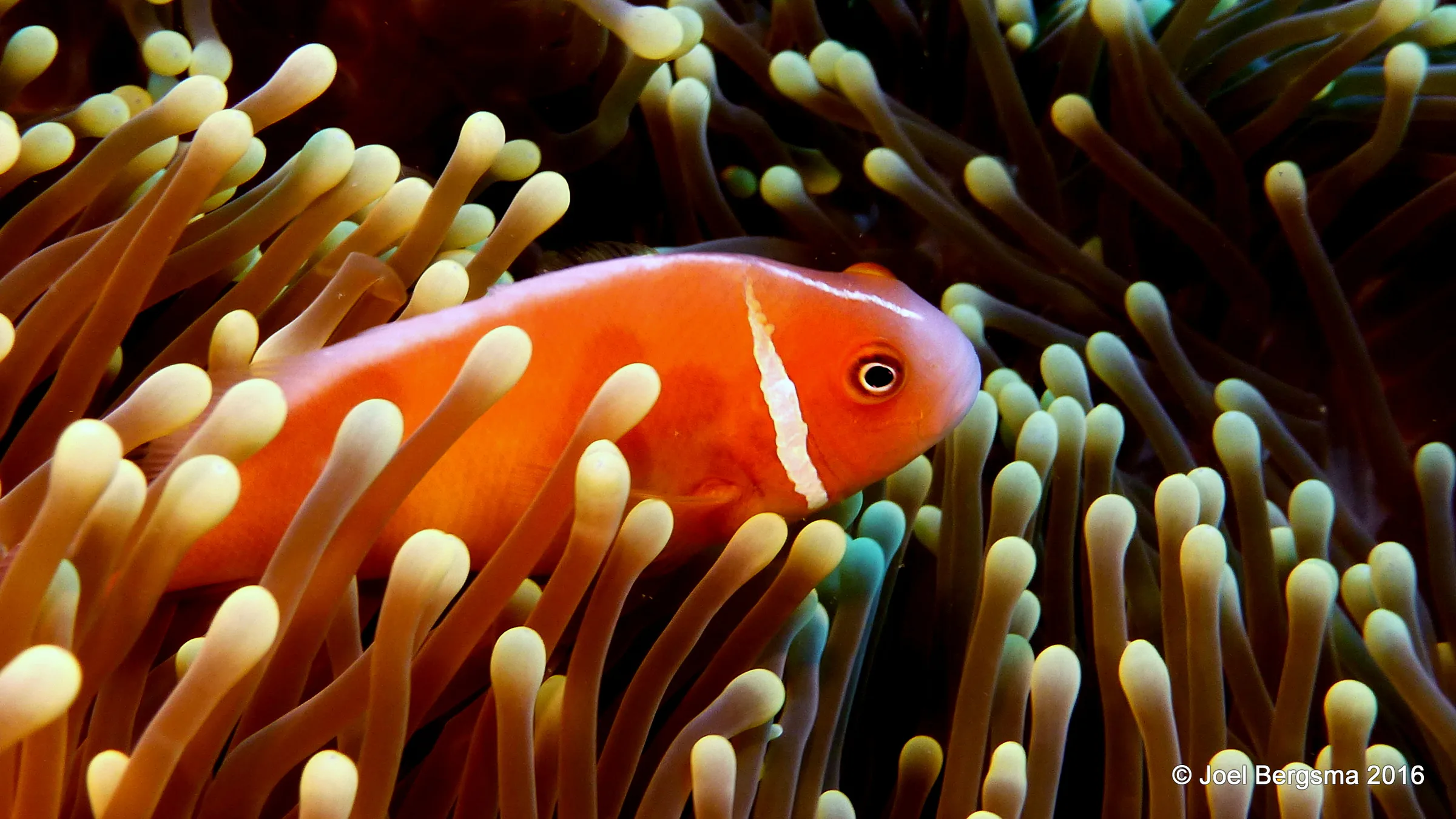 Anemonefish, Palau, 2016