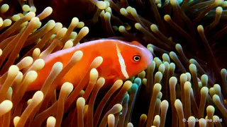 Underwater photograph by Joel Bergsma