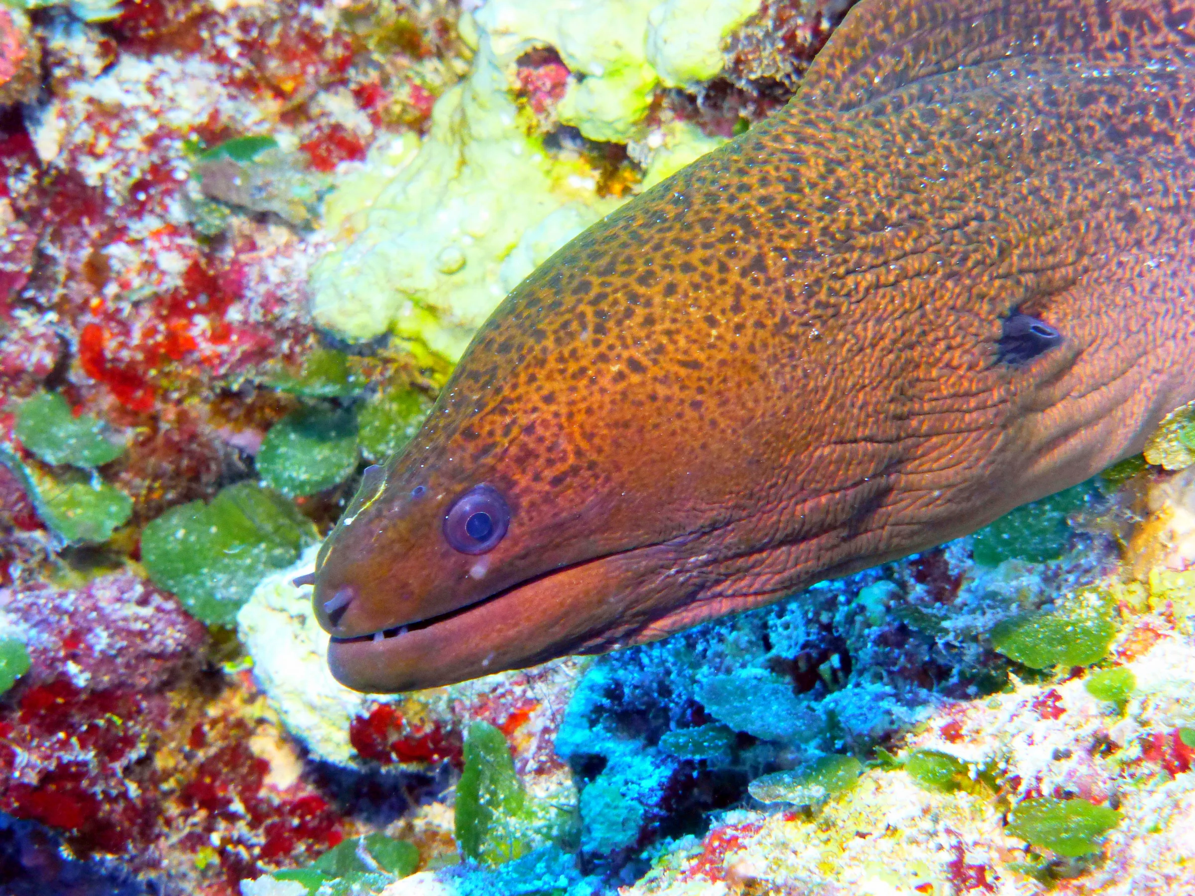 Moray Eel, Palau, 2013