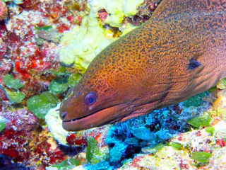 Underwater photograph by Joel Bergsma