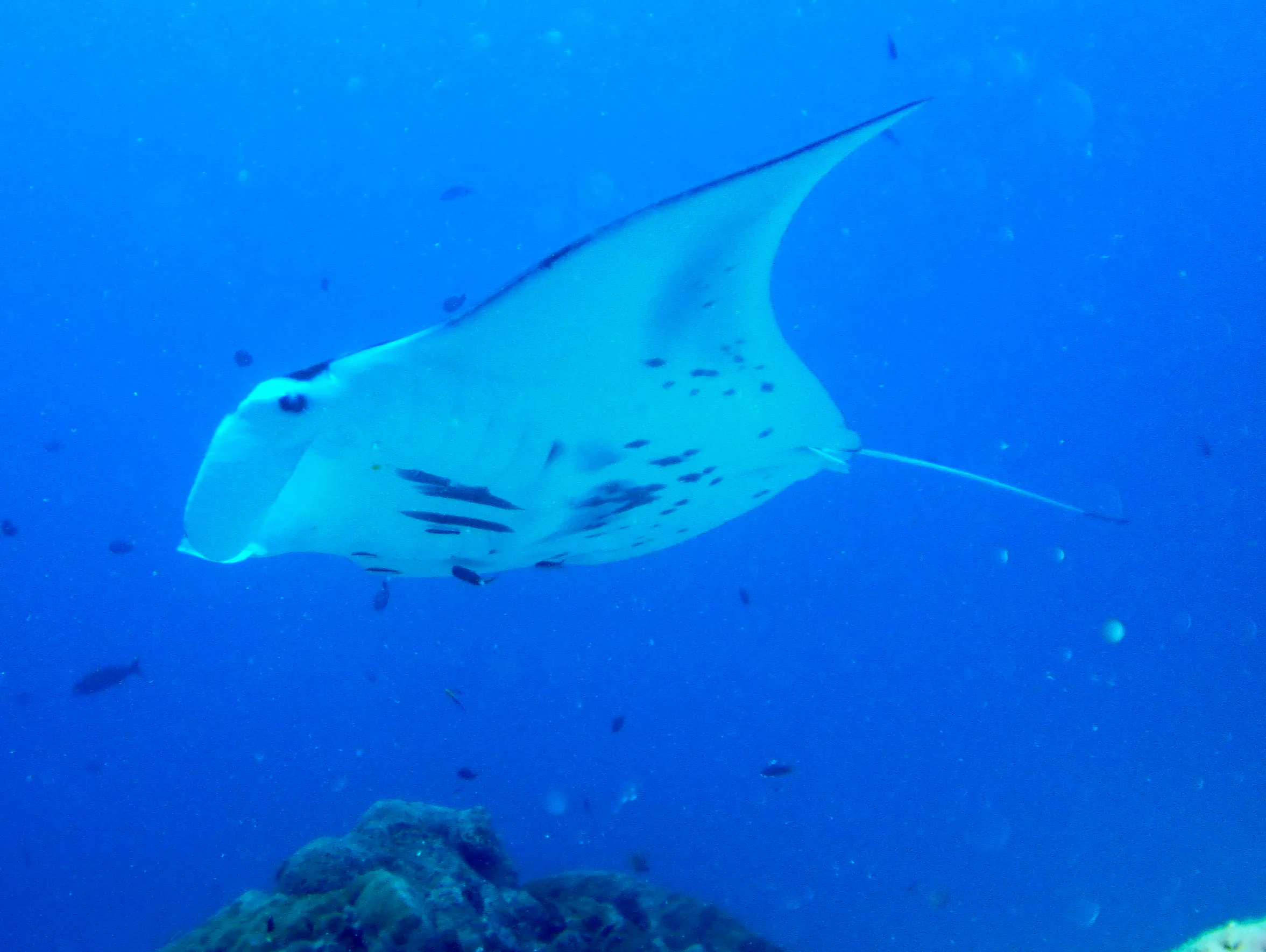 A black manta ray with white underbelly circles the coral balmy cleaning station at the mouth of the German Channel, Palau.