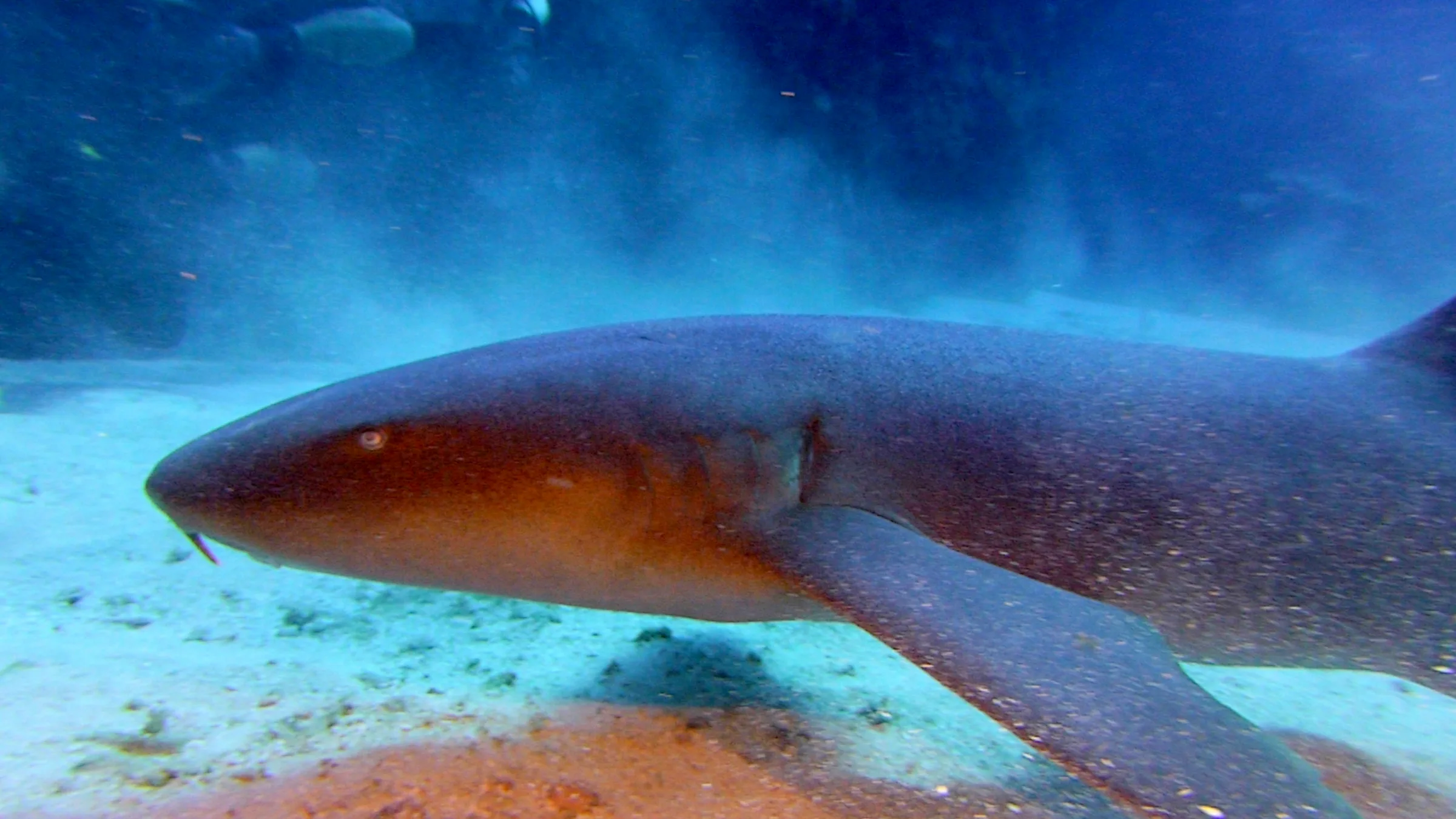 Nurse Shark, Belize, 2017