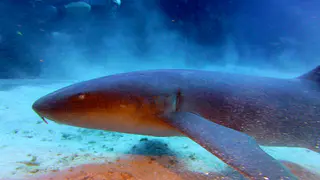 Underwater photograph by Joel Bergsma