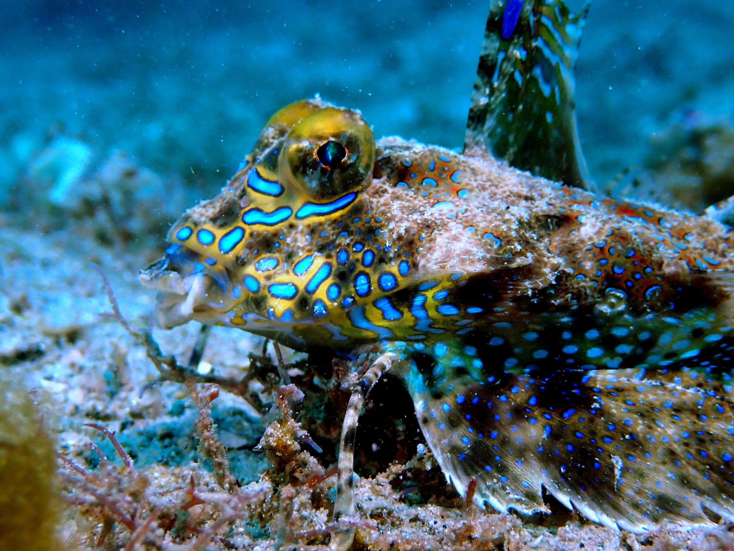 Philippines underwater photograph, 2024