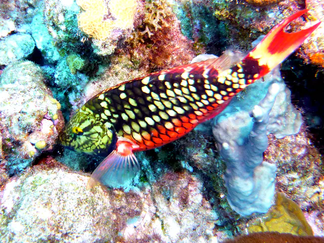 Underwater photograph by Joel Bergsma