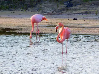 Greater Flamingos at a sheltered shallow inlet at El Garrapatero Beach. Their food source - shrimp - have just returned to this inlet.