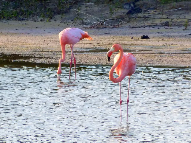 Greater Flamingos at a sheltered shallow inlet at El Garrapatero Beach.  Their food source - shrimp - have just returned to this inlet.