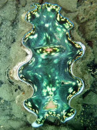 Blue-green clam at Sam's Wall.