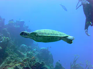 Underwater photograph by Joel Bergsma