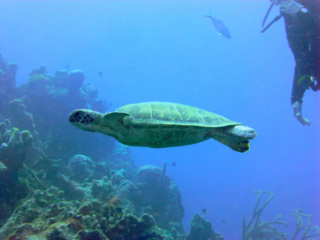 Underwater photograph by Joel Bergsma