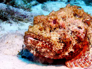 Underwater photograph by Joel Bergsma