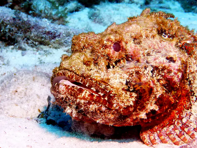 Underwater photograph by Joel Bergsma