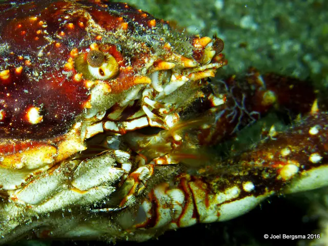 Underwater photograph by Joel Bergsma