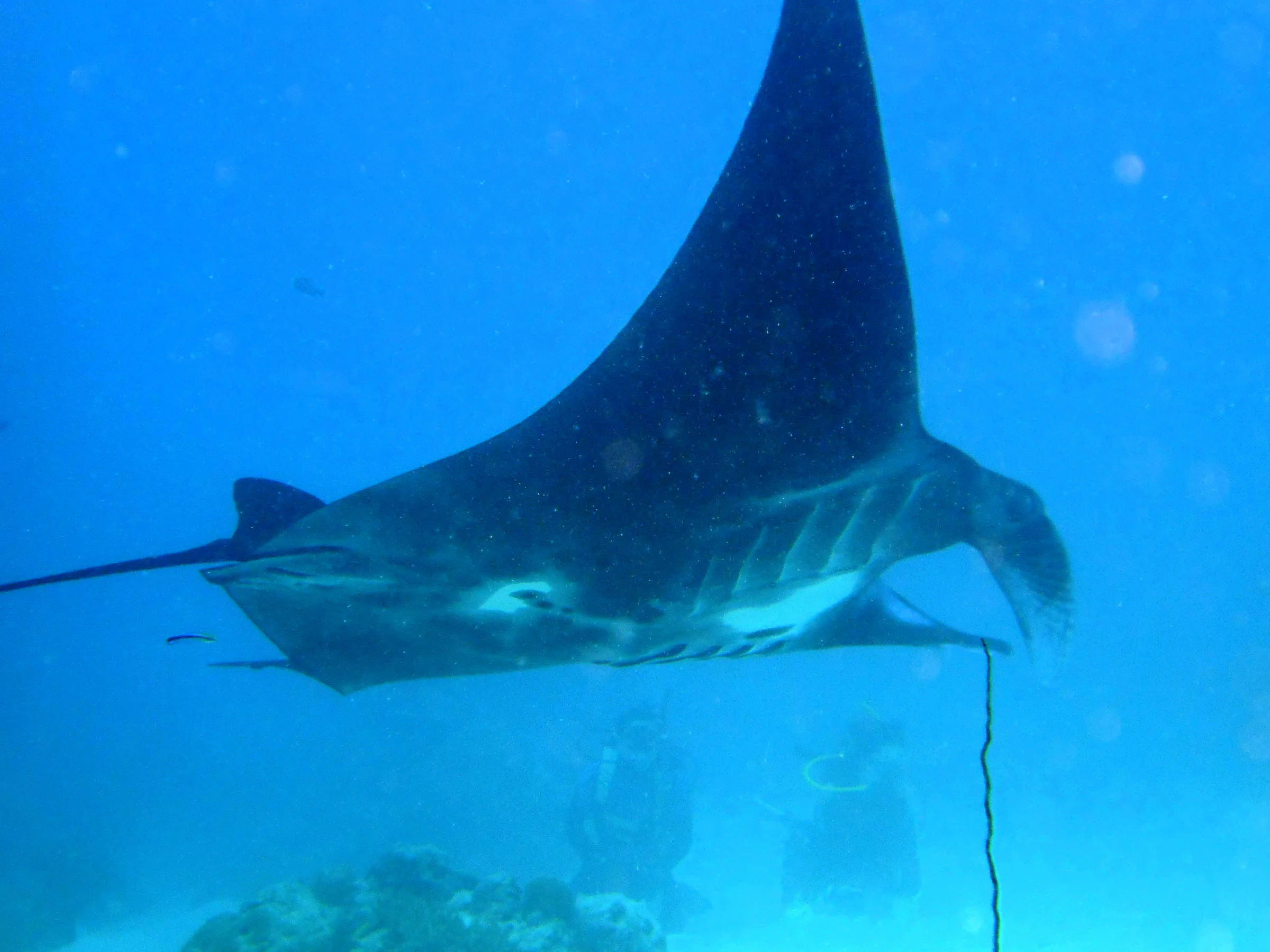 A manta ray with black underbelly circles the coral balmy cleaning station at the mouth of the German Channel, Palau.  Two divers kneel on the sand in the distance to view the manta.  The stick in the picture's bottom is soft coral.  A remora appears to portrude from the back of the manta, and a cleaner fish trails the manta.   2011-01-15.