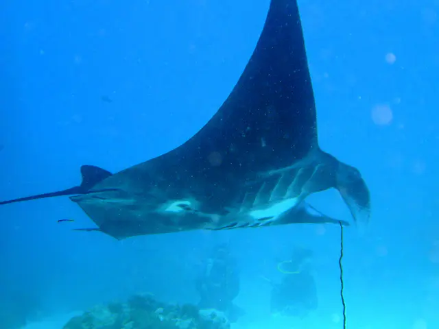 A manta ray with black underbelly circles the coral balmy cleaning station at the mouth of the German Channel, Palau.  Two divers kneel on the sand in the distance to view the manta.  The stick in the picture's bottom is soft coral.  A remora appears to portrude from the back of the manta, and a cleaner fish trails the manta.   2011-01-15.