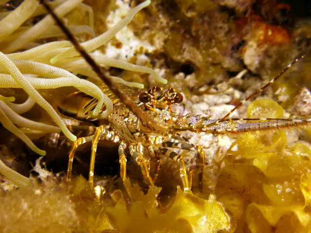 Underwater photograph by Joel Bergsma