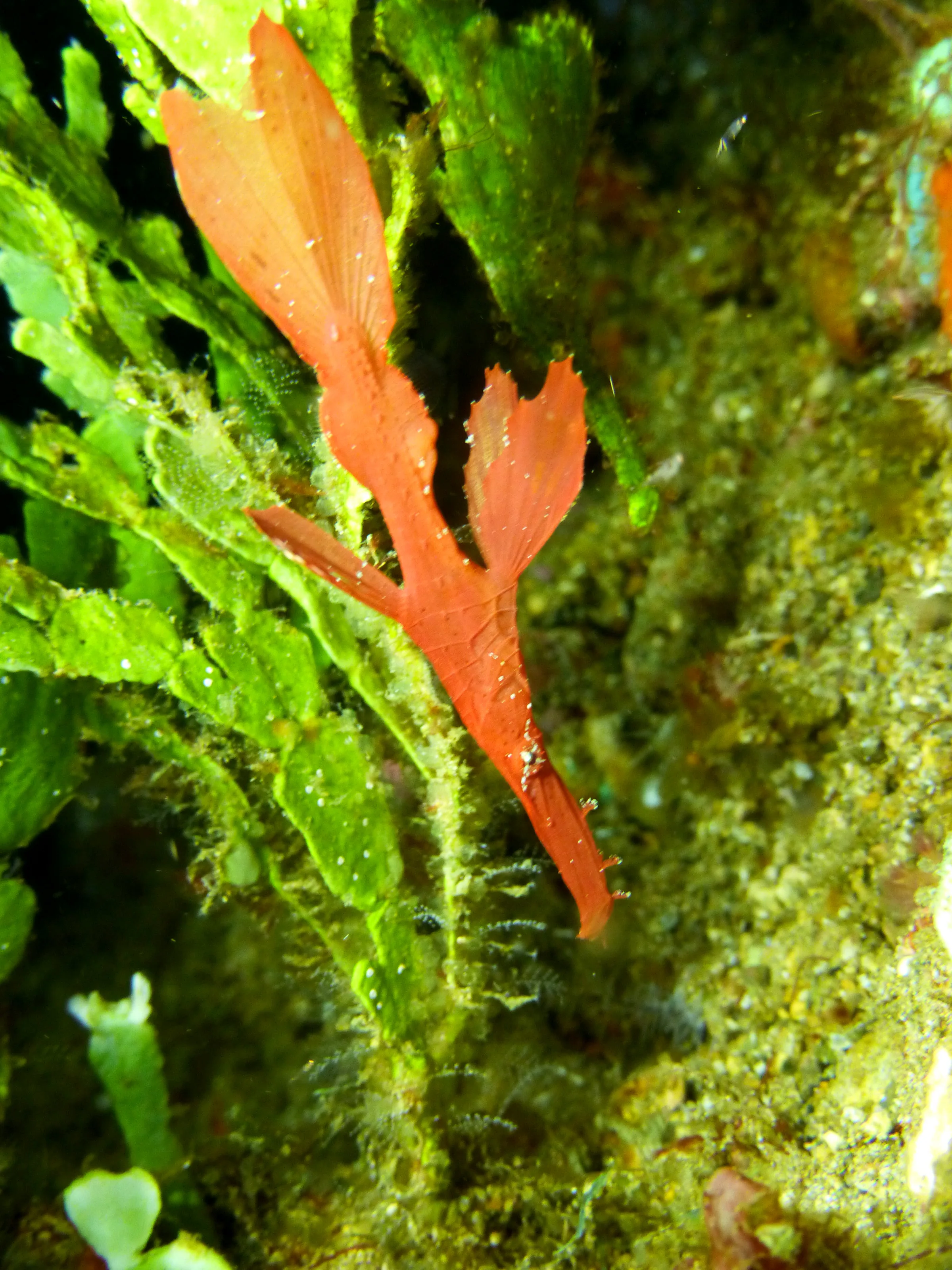 Robust Ghost Pipefish. (Growth up to 16 cm). Gerald Allen, et al, Reef Fish Identification - Tropical Pacific (2003), page 424.