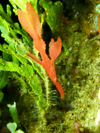 Robust Ghost Pipefish.  (Growth up to 16 cm).  Gerald Allen, et al, Reef Fish Identification - Tropical Pacific (2003), page 424.