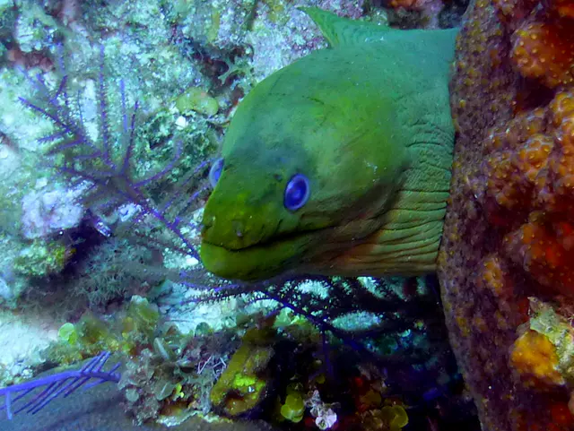 Underwater photograph by Joel Bergsma