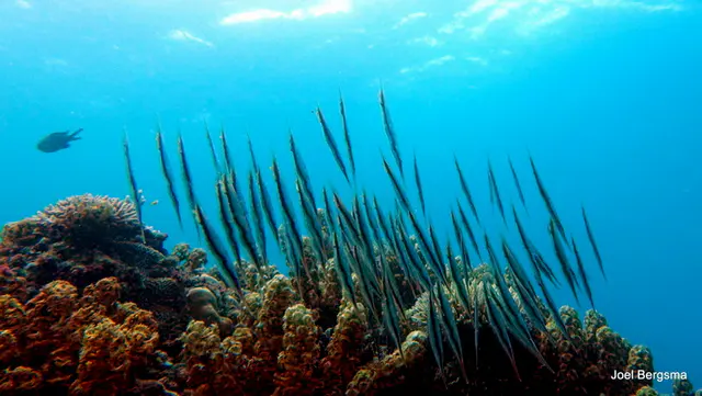 Underwater photograph by Joel Bergsma