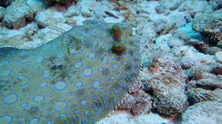 Flounder swims