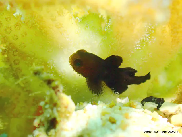 Underwater photograph by Joel Bergsma
