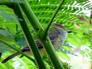 Galapagos Flycatcher