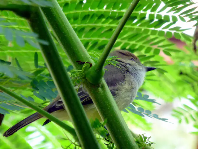 Galapagos Flycatcher