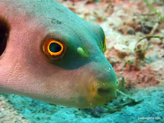 Underwater photograph by Joel Bergsma