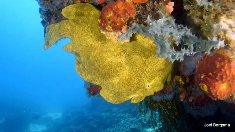 Underwater photograph by Joel Bergsma