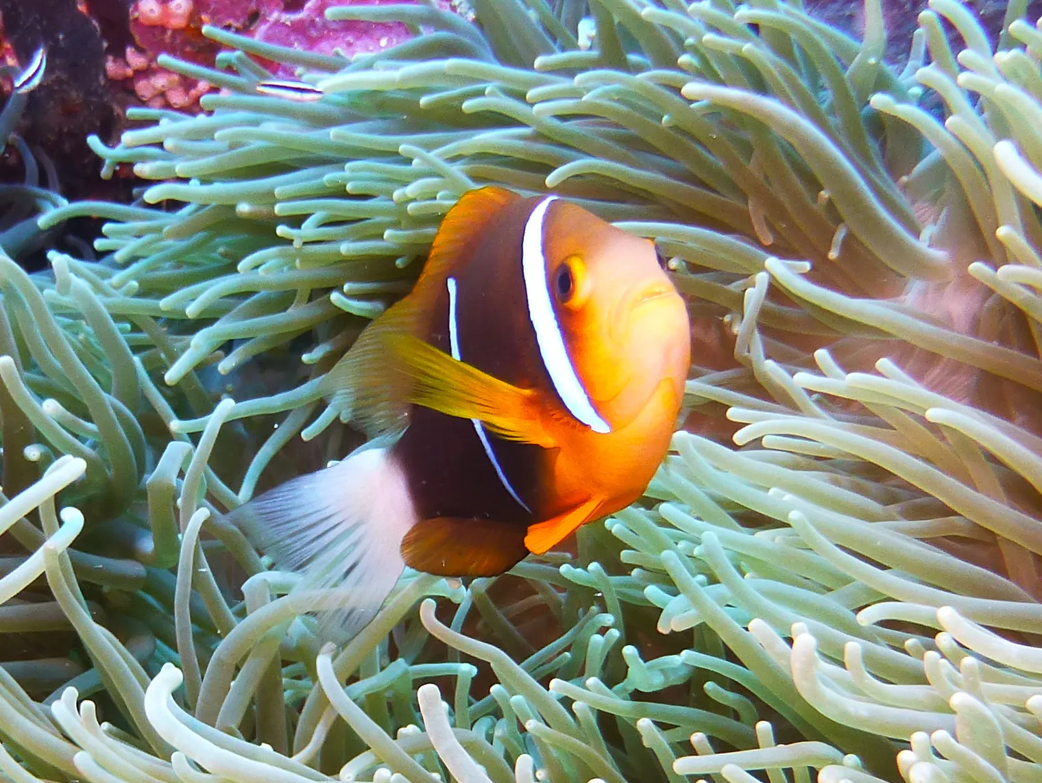 Orange-Finned Anemonefish.  See Gerald Allen, et al, Reef Fish Identification - Tropical Pacific (2003) at page 64.