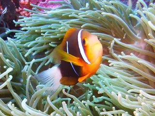 Orange-Finned Anemonefish.  See Gerald Allen, et al, Reef Fish Identification - Tropical Pacific (2003) at page 64.