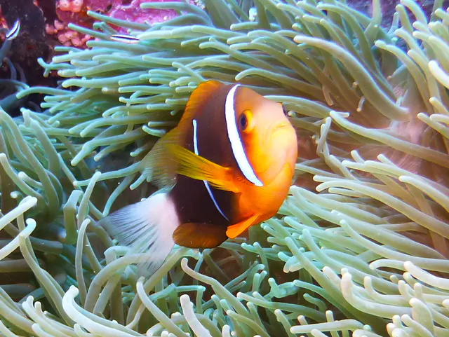 Orange-Finned Anemonefish.  See Gerald Allen, et al, Reef Fish Identification - Tropical Pacific (2003) at page 64.