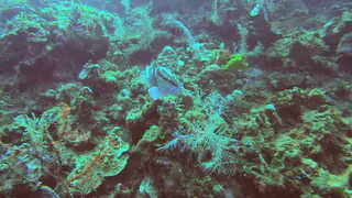Nassau Grouper