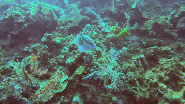 Nassau Grouper
