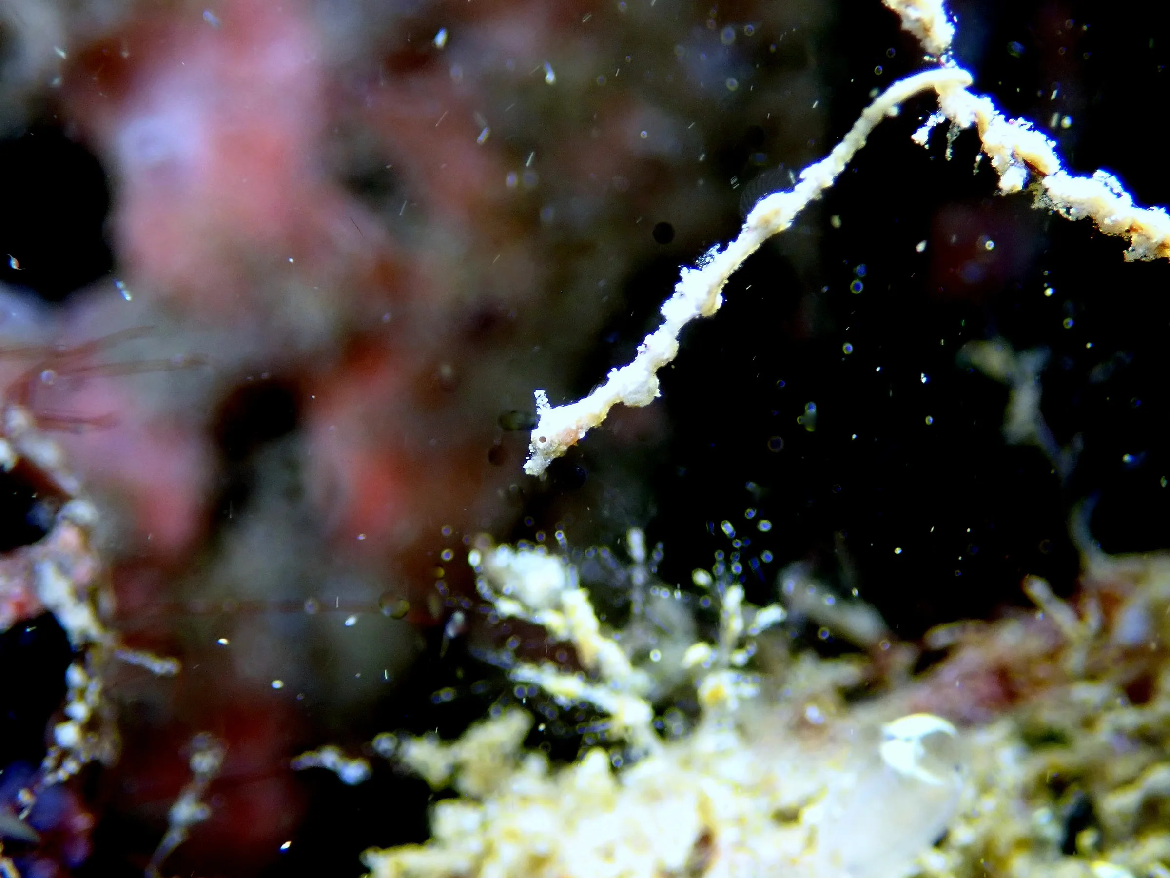Sipadan, Mabul and Kapalai underwater photograph, 2023