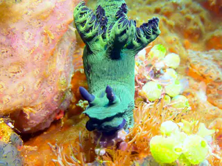 Underwater photograph by Joel Bergsma