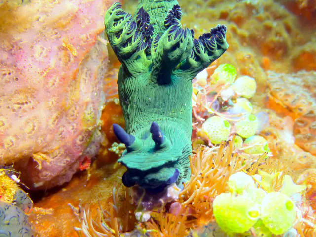Underwater photograph by Joel Bergsma