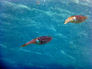 Underwater photograph by Joel Bergsma