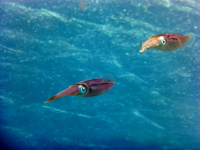 Underwater photograph by Joel Bergsma
