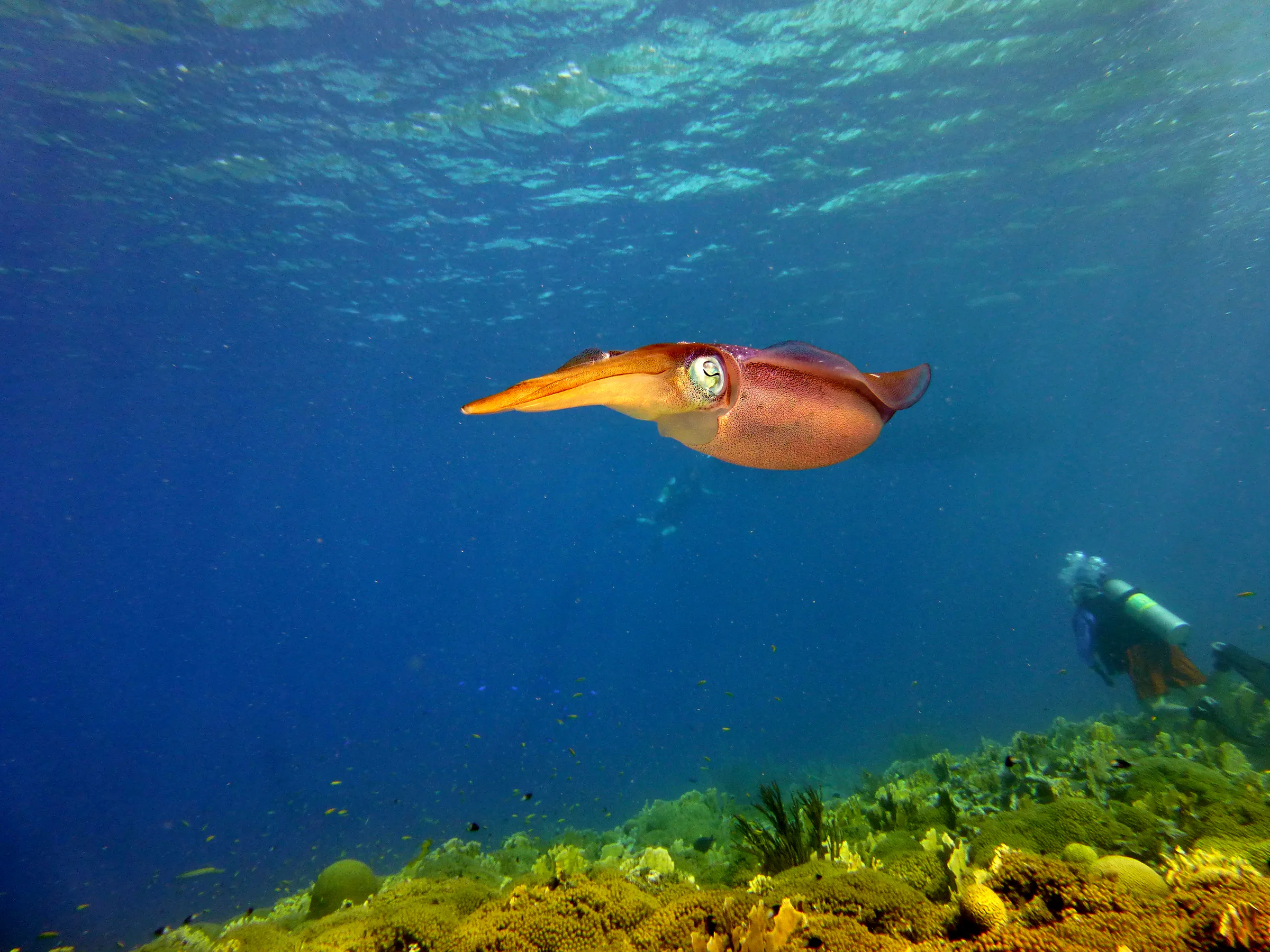 Reef Squid, Bonaire, 2013