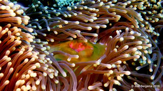 Underwater photograph by Joel Bergsma