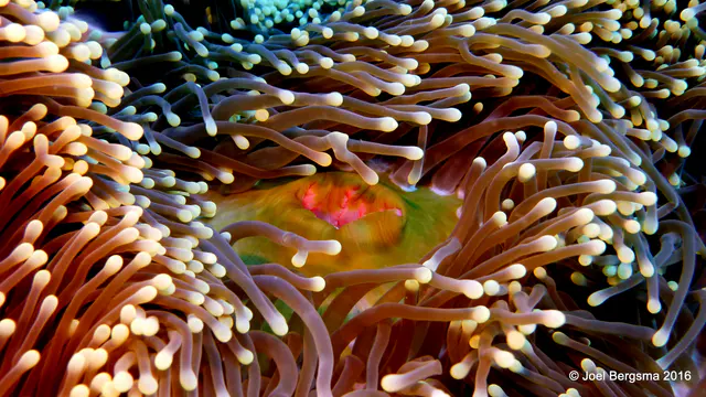Underwater photograph by Joel Bergsma